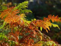 2016-10-09 Les gorges d Apremont 0053